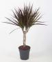 DRACAENA magenta TRESS H65 P15
