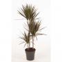 DRACAENA magenta 60-30-15 P21