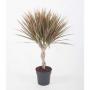 Dracaena bicolor tress-h60-p15
