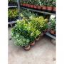 Euonymus h25-p10.5