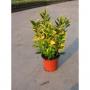 EUONYMUS aurea H30 P13