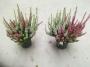 Calluna beauty ladies bicolor h20-p10.5