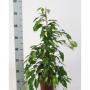 FICUS benjamina H70 P17