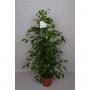 FICUS benjamina H140 P27