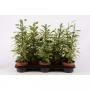 Ficus gold king h50-p13