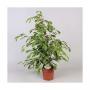 FICUS gold King H75 P17