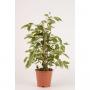 FICUS starlight H50 P13