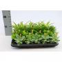 PLANTE bambino H10 P5.5