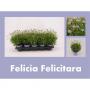 AGATHEA felicia H23 P10.5