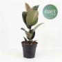 Ficus elastica robusta h50-p17
