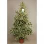 Ficus starlight h170-p27