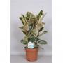 Ficus elastica tineke 3p-h75-p24