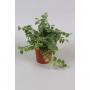 FICUS repens Sunny H12 P8
