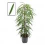 FICUS alli H105 P21