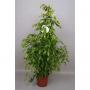 FICUS golden Monique H140 P27