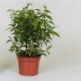 FICUS natasja H30 P12