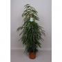 FICUS alii H140 P27