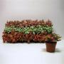 FITTONIA H15 P8