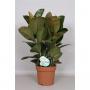 Ficus elastica robusta h75-p24