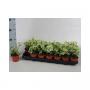HEDERA panache H15 P9