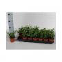 HEDERA vert H15 P9