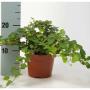 HEDERA vert H20 P13