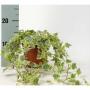 HEDERA panache Blc H20 P13