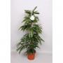 FICUS amstel King H140 P27