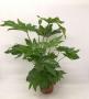 FATSIA japonica H80 P21