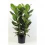 Ficus audrey 3p-h90-p27