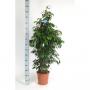 FICUS danielle H140 P27