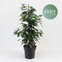 Ficus danielle h70-p17