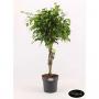 FICUS benjamina TG-TRESS H100 P24