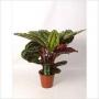 CALATHEA medaillon H80 P19