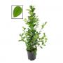 FICUS moclame H105 P21