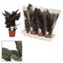 CALATHEA ornata H50 P14