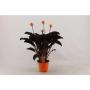 CALATHEA crocata H45 P14-TST