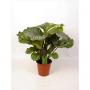 CALATHEA orbifolia H75 P19