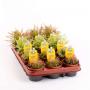 DROSERA H15 P8.5