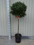 LAURUS nobilis 3/4TG BOULØ45/50 P25