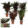 CALATHEA H90 P21