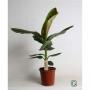 MUSA dwarf Cavendish H100 P21