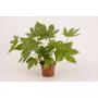 FATSIA japonica H35 P13