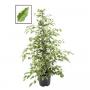 FICUS twilight H105 P21