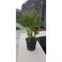 CHAMAEROPS humilis H90 P24