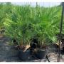 Chamaerops humilis tfe-h150-c35l