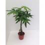 PACHIRA TG-TRESS H85 P19