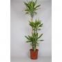 DRACAENA golden Coast H140 P24