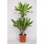 DRACAENA golden Coast Carroussel H95 P21