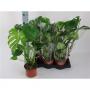 MONSTERA deliciosa H65 P17